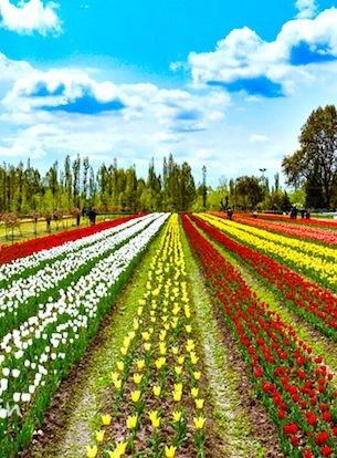 Kashmir Packages